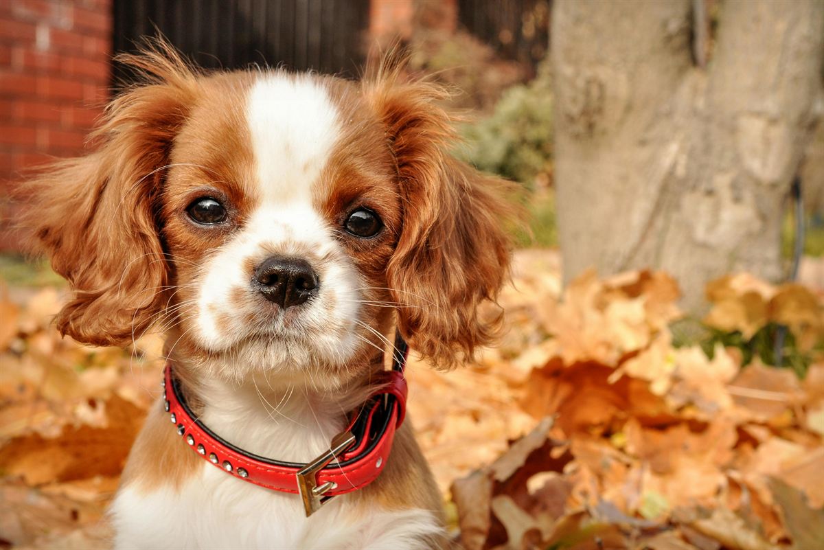 Cavalier puppy looking calmly into the camera