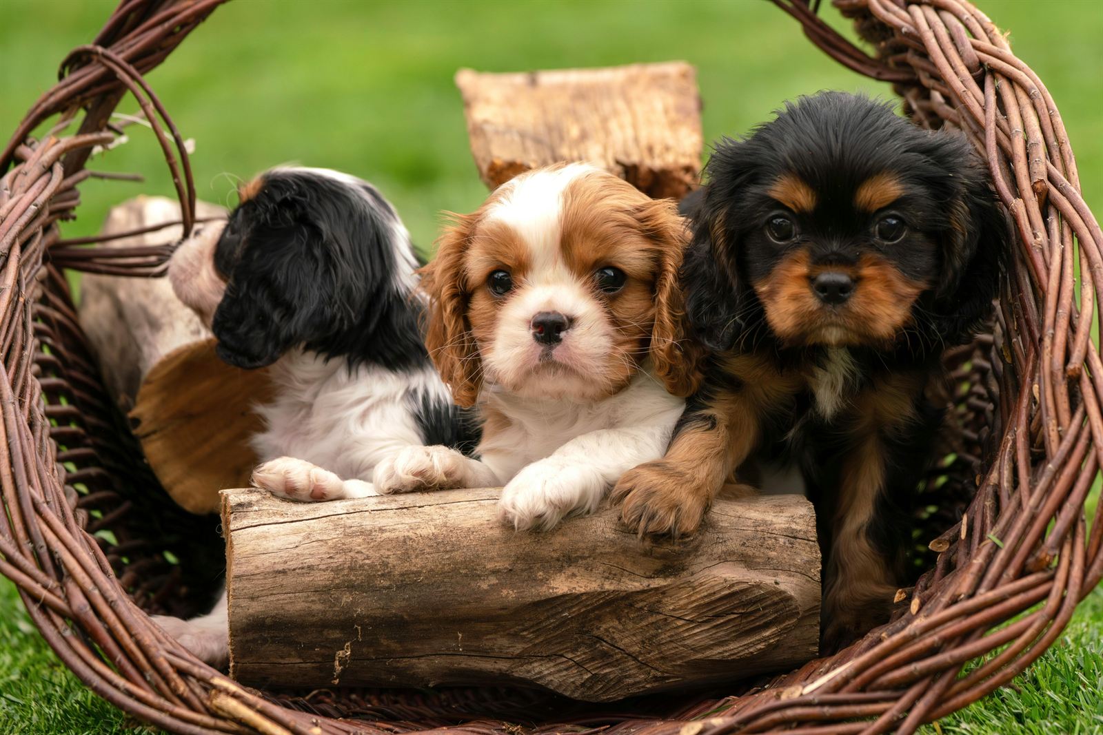 Three responsibly-raised Cavalier King Charles Spaniel puppies